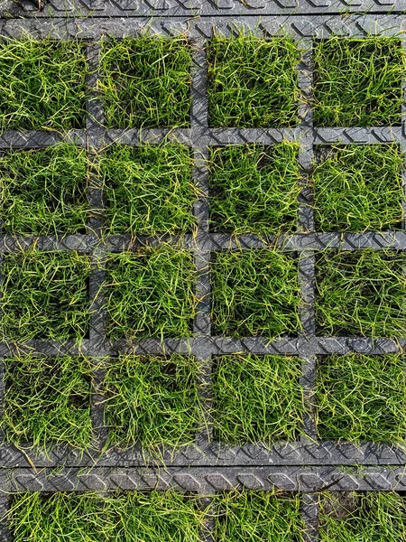 Beton bahçe ızgarası. Izgara yeşil çimlerin ezilmesini önler. Yüksek kalite fotoğraf