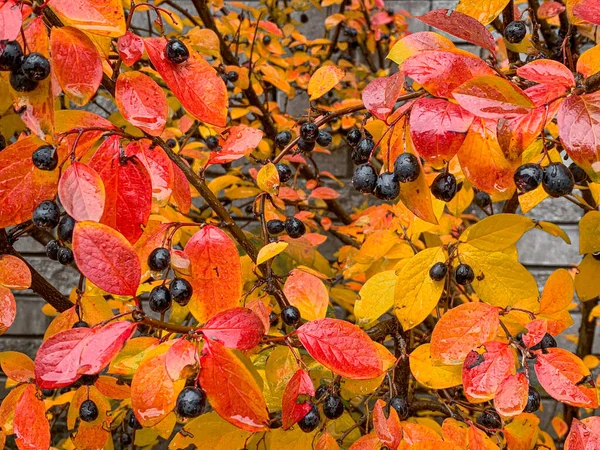 Bayas negras de invierno de cotoneaster lucidus con hojas de color otoño —  Fotos de Stock