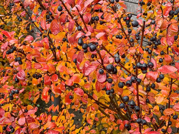 Bayas Negras Invierno Cotoneaster Lucidus Con Hojas Color Otoñal Foto —  Fotos de Stock