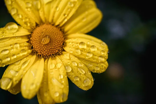 Kolorowe Kwiaty Kropelkami Deszczu Zamknij Makro Fotografii Natury Kolorowe Kwiaty — Zdjęcie stockowe