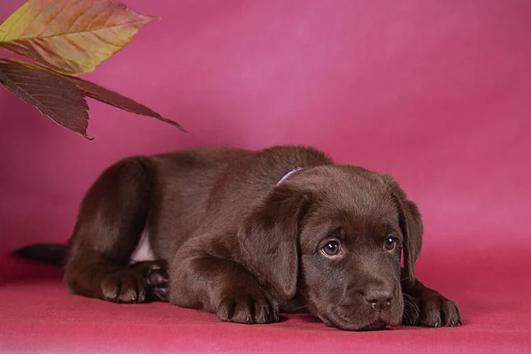 Şirin bir çikolata labrador köpeğinin portresi, stüdyoda bir köpek..