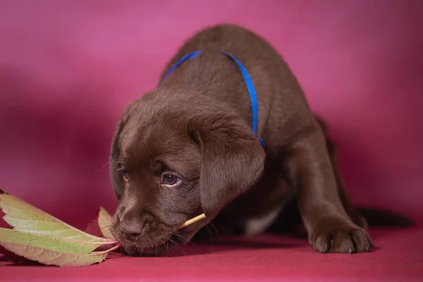 Portret van een schattige chocolade labrador puppy, hond in de studio. — Stockfoto