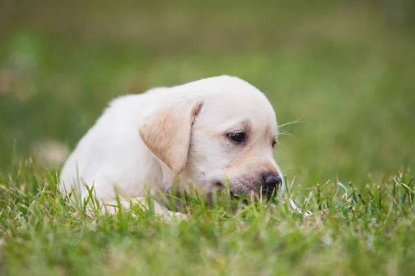 Retrato de un cachorro labrador amarillo, perro acostado sobre la hierba — Foto de Stock