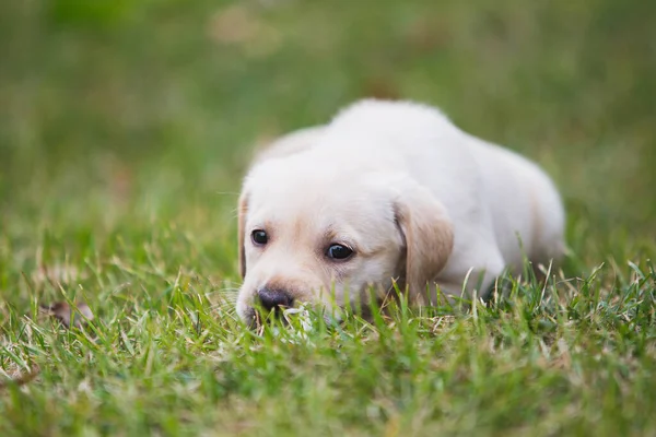 Portrait of a yellow labrador puppy, dog lying on the grass — Stock Photo, Image