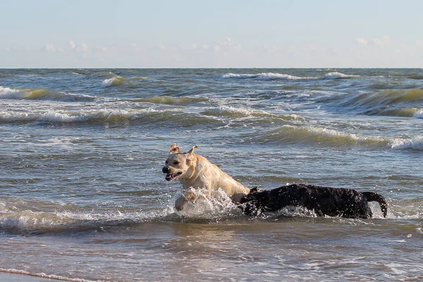 İki mutlu Labrador Retriever tablosu sarı ve çikolata, köpek gün batımında deniz kenarında koşuyor.