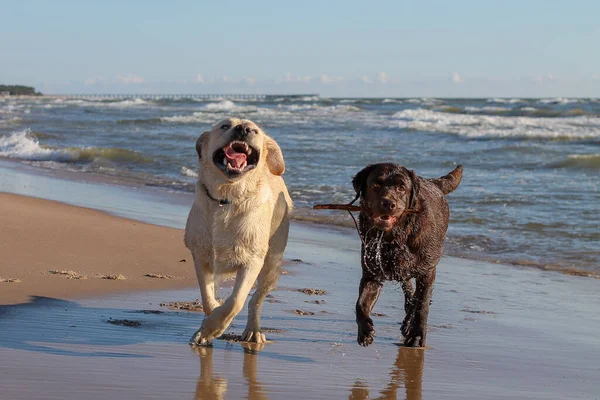 肖像画两只快乐的拉布拉多猎犬，找回黄色和巧克力，日落时狗在海滨玩耍 — 图库照片