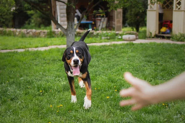 Güzel bir köpek sahibine koşar. Köpek gülümsüyor