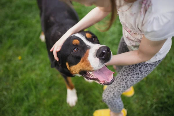 Köpek gülümsüyor. Çocuk ve köpek göz göze gelir..