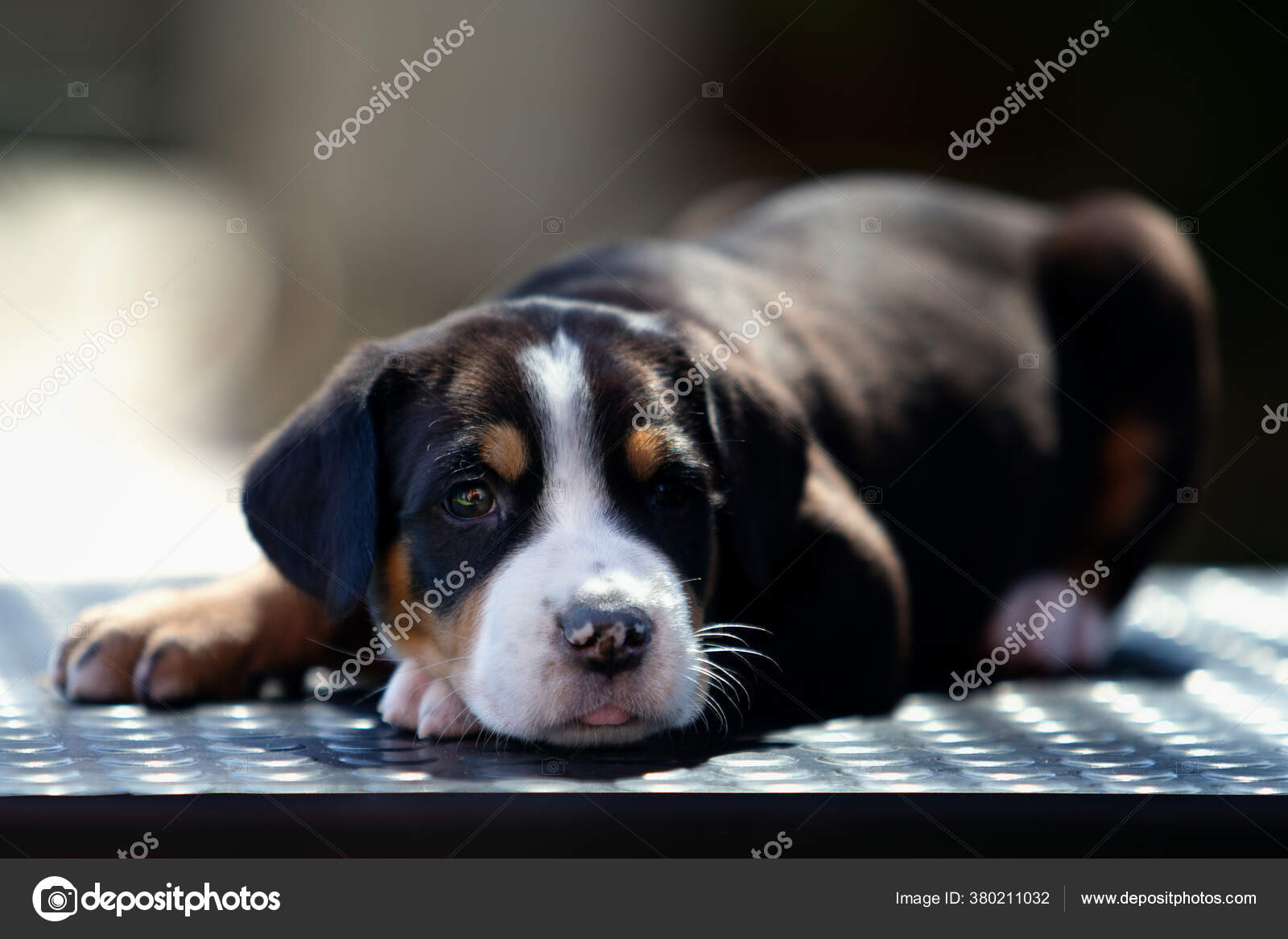 Grand Bouvier Suisse Images Libres De Droit Photos De Grand Bouvier Suisse Depositphotos Grand Bouvier Suisse Images Libres De Droit Photos De Grand Bouvier Suisse Depositphotos