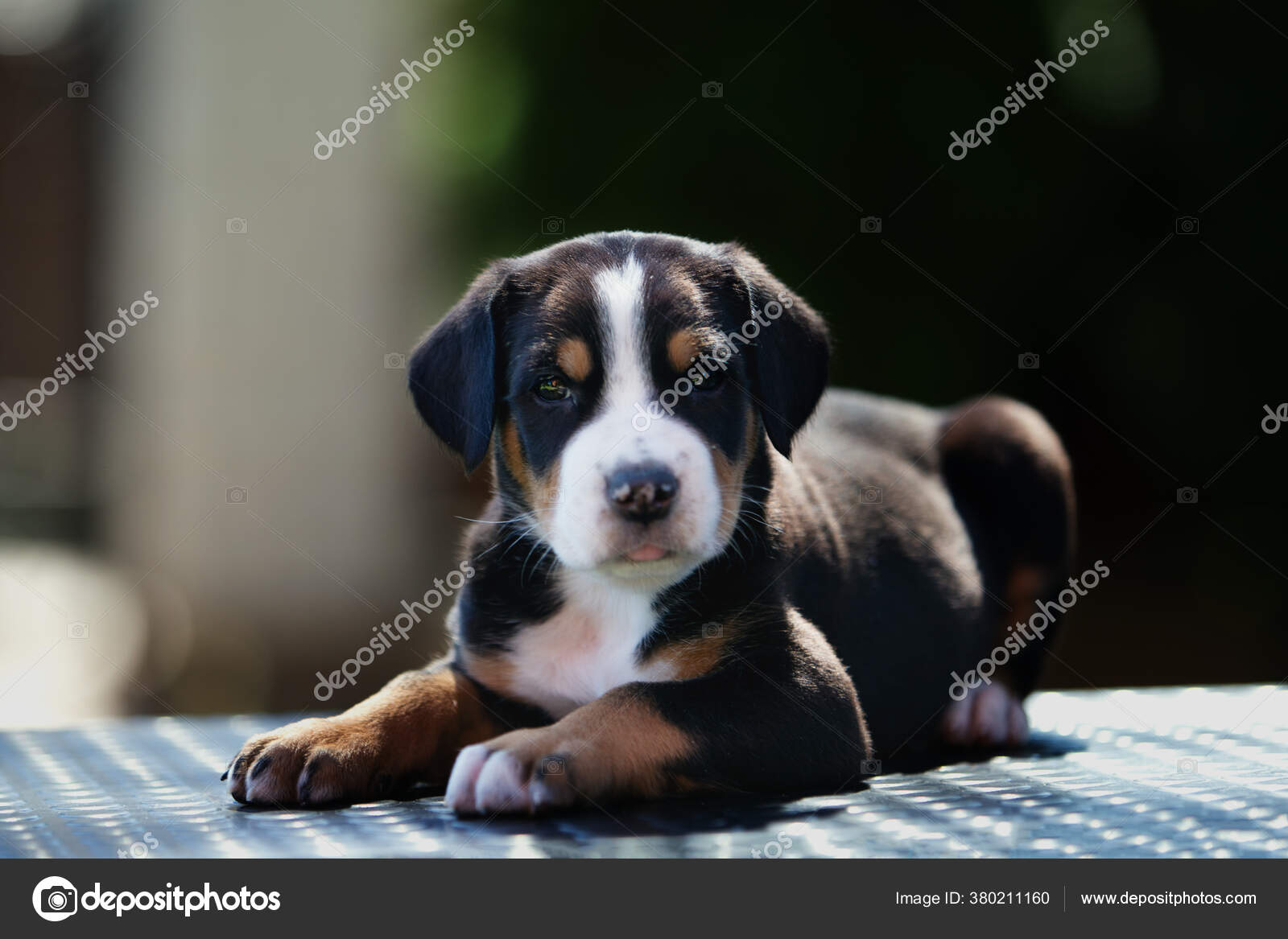 Grand Bouvier Suisse Images Libres De Droit Photos De Grand Bouvier Suisse Depositphotos Grand Bouvier Suisse Images Libres De Droit Photos De Grand Bouvier Suisse Depositphotos