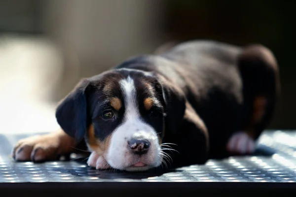 Büyük bir İsviçre dağ köpeğinin portresi sokakta yatıyor.