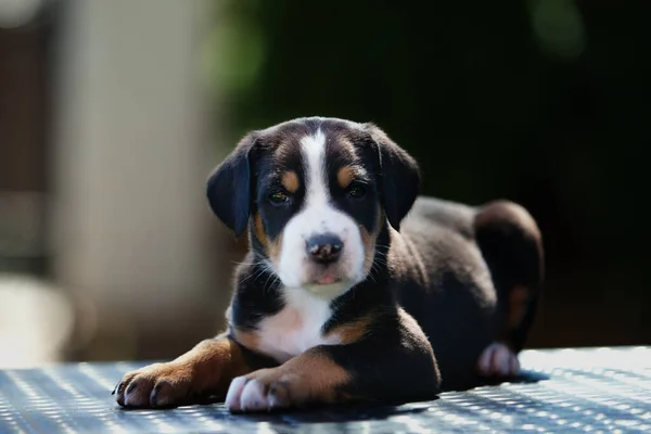 Portrait of a great swiss mountain dog puppy lies on the street