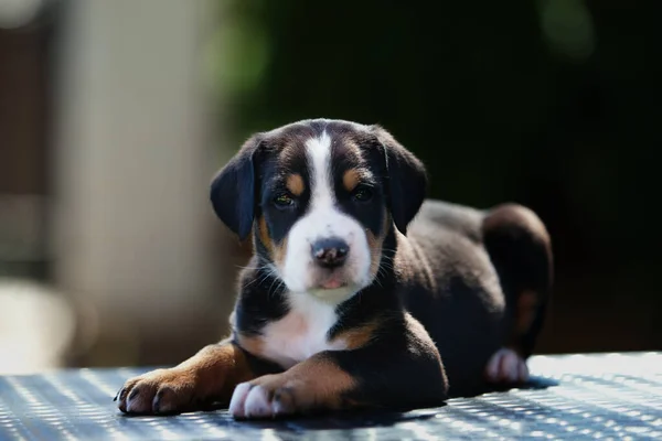 Retrato de un gran cachorro de perro de montaña suizo yace en la calle — Foto de Stock