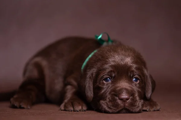 Portrét roztomilého labradora čokolády štěňátka, pes ve studiu. — Stock fotografie