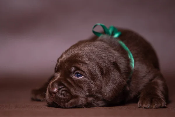 Retrato de un lindo cachorro labrador de chocolate, perro en el estudio. — Foto de Stock