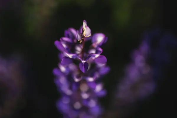 Şehirde çiçek açan lupinler. çiçek izole