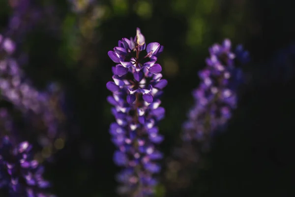 stock image Blooming lupins in the city