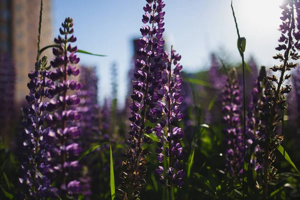 Şehirde çiçek açan lupinler