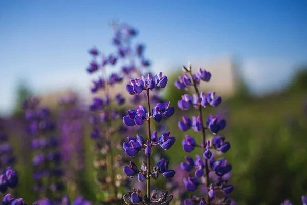 Şehirde çiçek açan lupinler