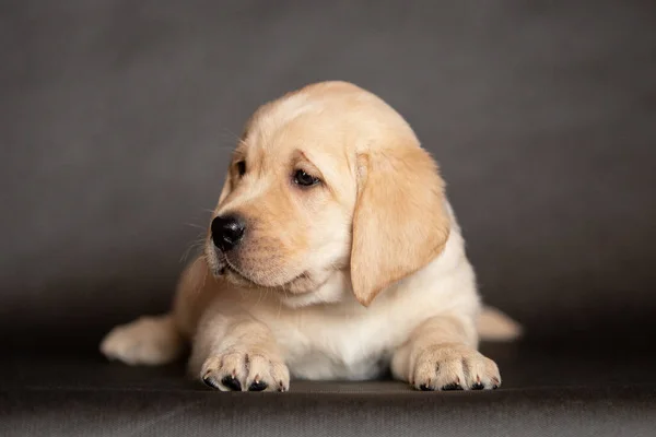 Retrato de un lindo cachorro labrador amarillo que se encuentra en el estudio. 2 meses — Foto de Stock