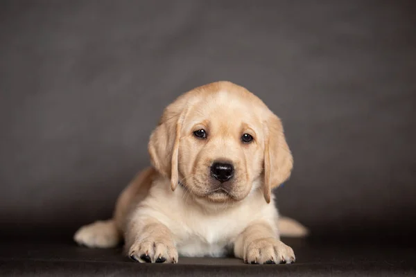 Portrét roztomilého žlutého labradorského štěněte, které leží ve studiu. 2 měsíce — Stock fotografie