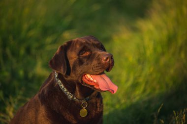 Çimlerin üzerinde güzel bir çikolata labradorunun portresi var. Köpek gülümsüyor