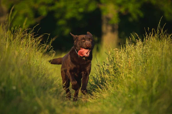 Retrato de um belo labrador de chocolate corre para o seu proprietário. sorrisos de cão — Fotografia de Stock