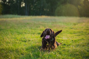 Çimlerin üzerinde güzel bir çikolata labradorunun portresi var. Köpek gülümsüyor