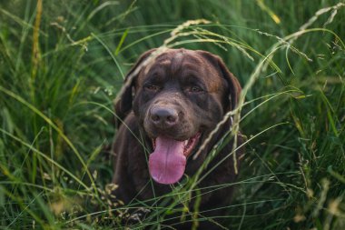 Çimlerin üzerinde güzel bir çikolata labradorunun portresi var. Köpek gülümsüyor