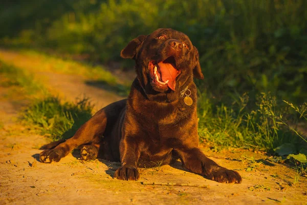 Çimlerin üzerinde güzel bir çikolata labradorunun portresi var. Köpek gülümsüyor