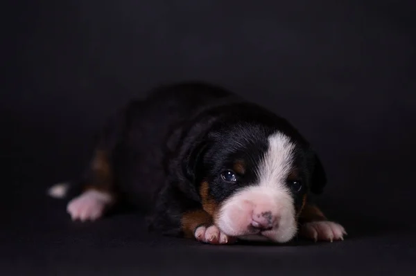 Retrato de um filhote de cachorro bonito no estúdio em um fundo cinza . — Fotografia de Stock