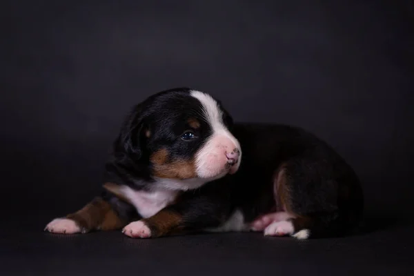 Stüdyoda gri bir arka planda şirin bir köpek yavrusunun portresi..