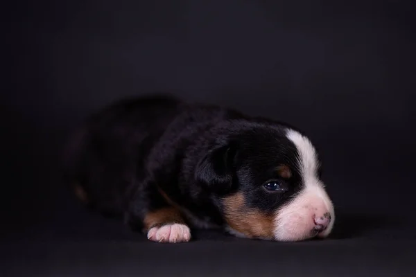 Retrato de um filhote de cachorro bonito no estúdio em um fundo cinza . — Fotografia de Stock