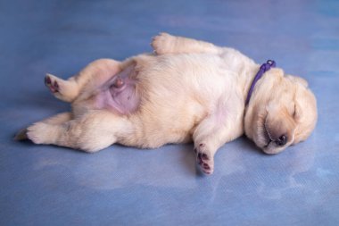 Küçük labrador yavrusu stüdyonun cam yüzeyinde yatıyor..