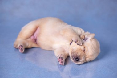 Küçük labrador yavrusu stüdyonun cam yüzeyinde yatıyor..