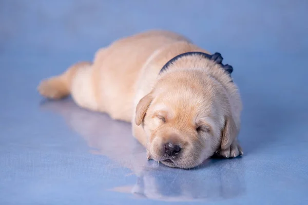 Malé labradorské štěně leží na skleněném povrchu ve studiu. — Stock fotografie