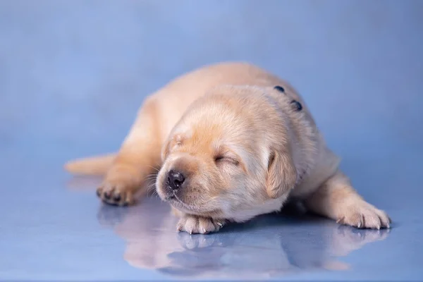 Kis labrador kiskutya fekszik egy üveg felületen a stúdióban. — Stock Fotó