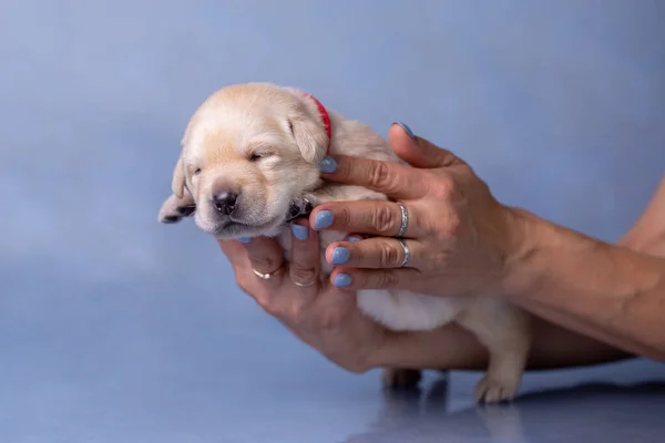 Küçük labrador yavrusu stüdyoda kollarının üzerinde yatıyor..