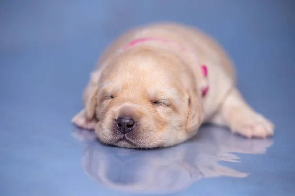 Kleine labrador puppy ligt op een glazen ondergrond in de studio. — Stockfoto