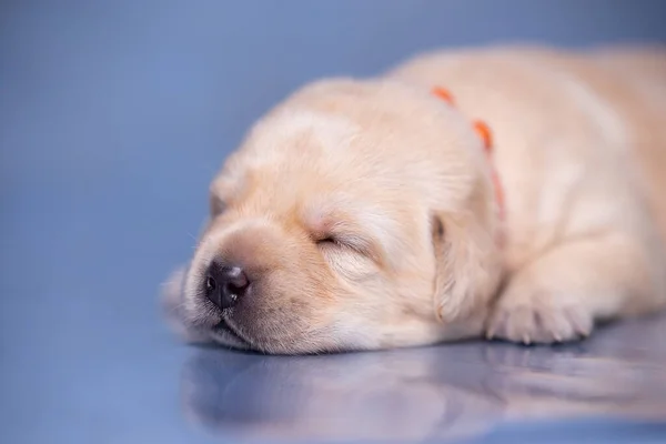 Little labrador puppy lies on a glass surface in the studio. — Stock Photo, Image