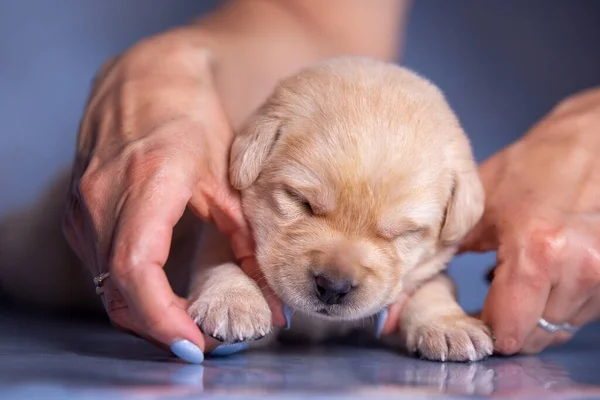 Küçük labrador yavrusu stüdyoda kollarının üzerinde yatıyor..