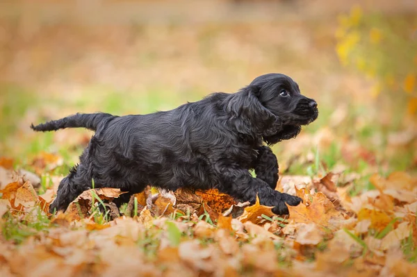 Retrato de un perrito cocker spaniel negro en el parque de otoño — Foto de Stock