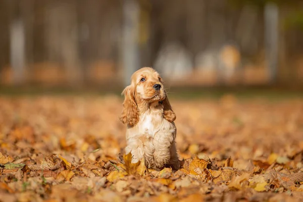 Retrato de un perrito cocker spaniel pelirrojo en el parque de otoño Fotos de stock