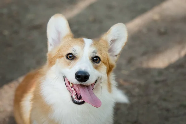 Retrato de un adorable perro pembroke corgi galés en un bosque de verano. —  Fotos de Stock