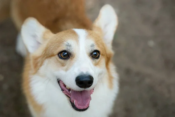 Retrato de un adorable perro pembroke corgi galés en un bosque de verano. — Foto de Stock