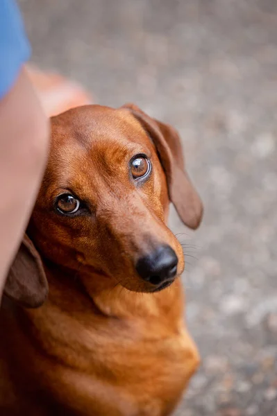 Retrato de un perro salchicha adorable Imagen de stock