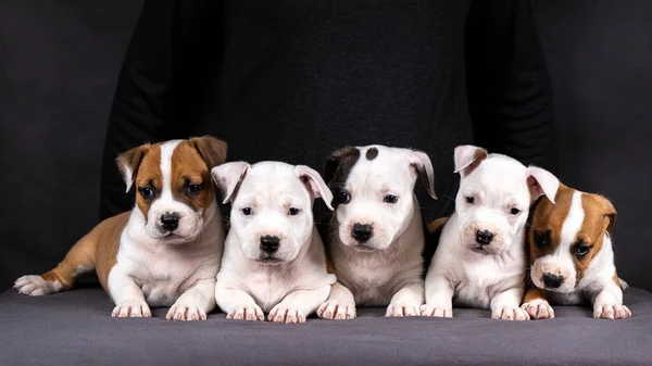 Retrato de american staffordshire terrier filhotes — Fotografia de Stock