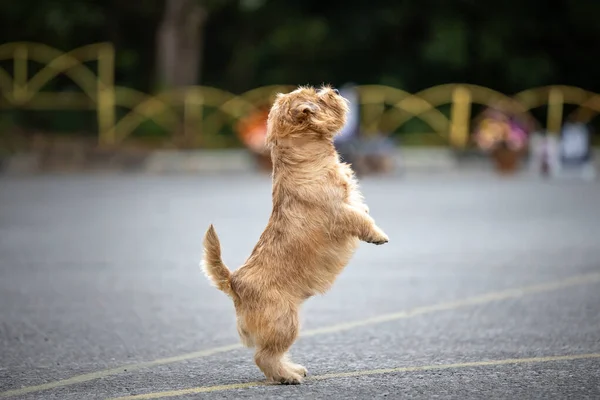 Egy táncoló norfolk terrier fajta portréja — Stock Fotó