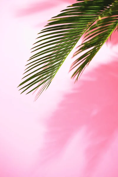 夏日的热带旅游理念 阳光明媚的 Brigtly 在一束棕榈树叶上 棕榈叶的影子正躺在粉红色的墙上 构图上留有一片空白的文字 — 图库照片