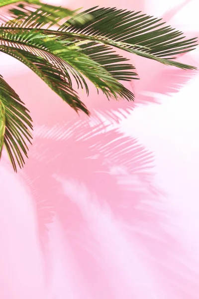 夏日的热带旅游理念 阳光明媚的 Brigtly 在一束棕榈树叶上 棕榈叶的影子铺在柔和的粉红色墙上 构成了一个文字的空间 — 图库照片